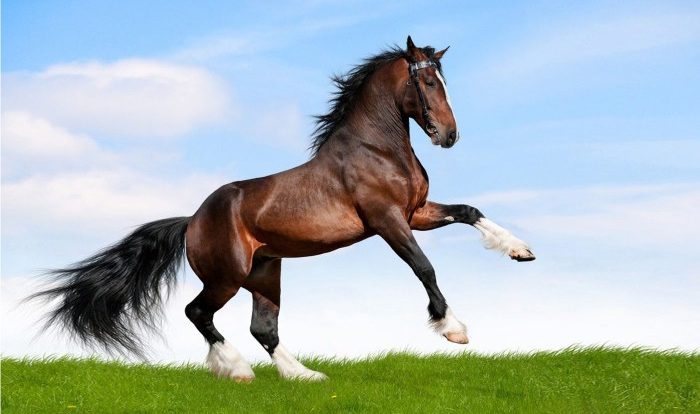 Sable island horse horses wild canada human deterrent students system innovative stage take feral geographic