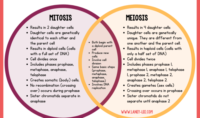 Mitosis vs meiosis worksheet answer sheet