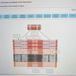 Skeletal myofibril sarcolemma sarcomere tubule histology tissue