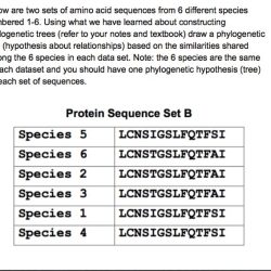 Acid amino sequences analyzing determine relationships evolutionary comparison