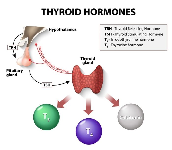 Which gland is not matched with its type of secretion