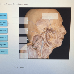 Label the blood vessels using the hints provided