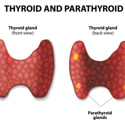 Isthmus thyroid gland anatomy anatomyzone endocrine inferior indicated structure