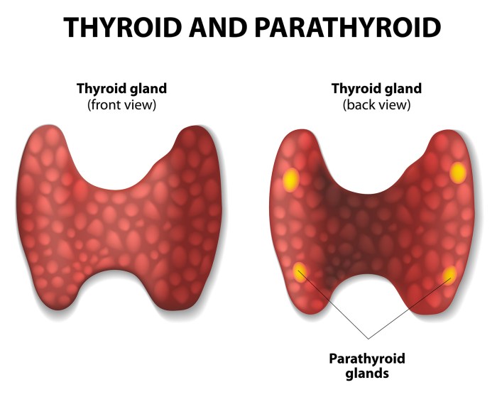 Isthmus thyroid gland anatomy anatomyzone endocrine inferior indicated structure